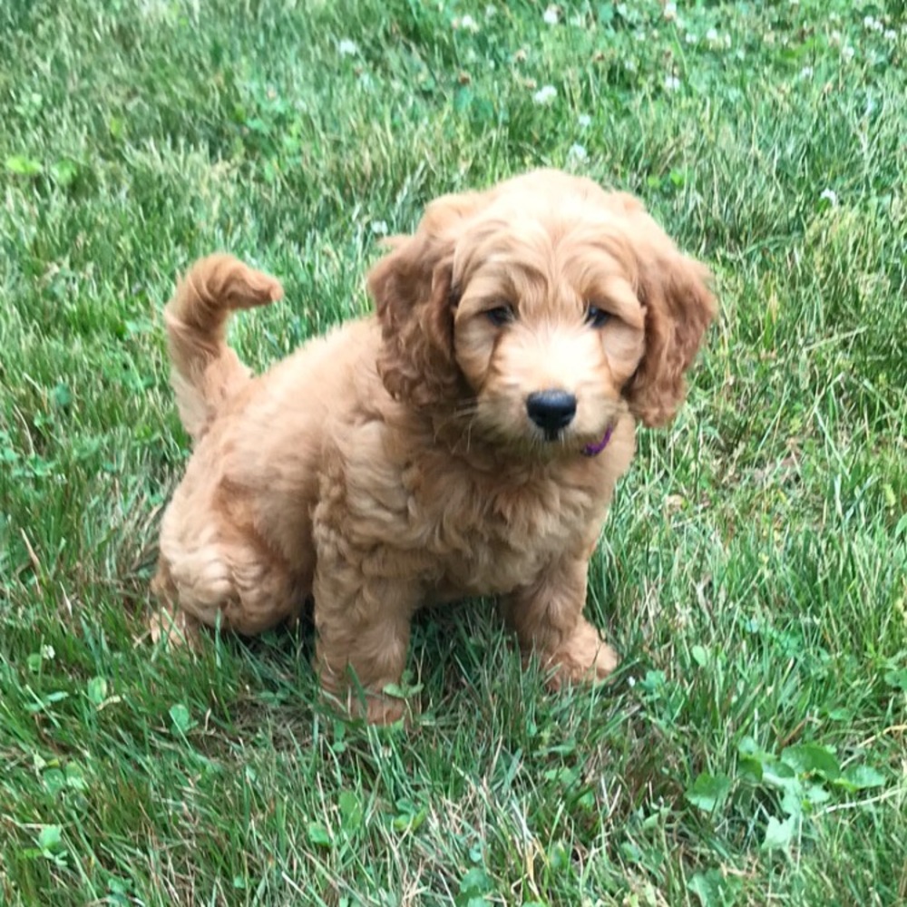 Meet your Posher, Carolann